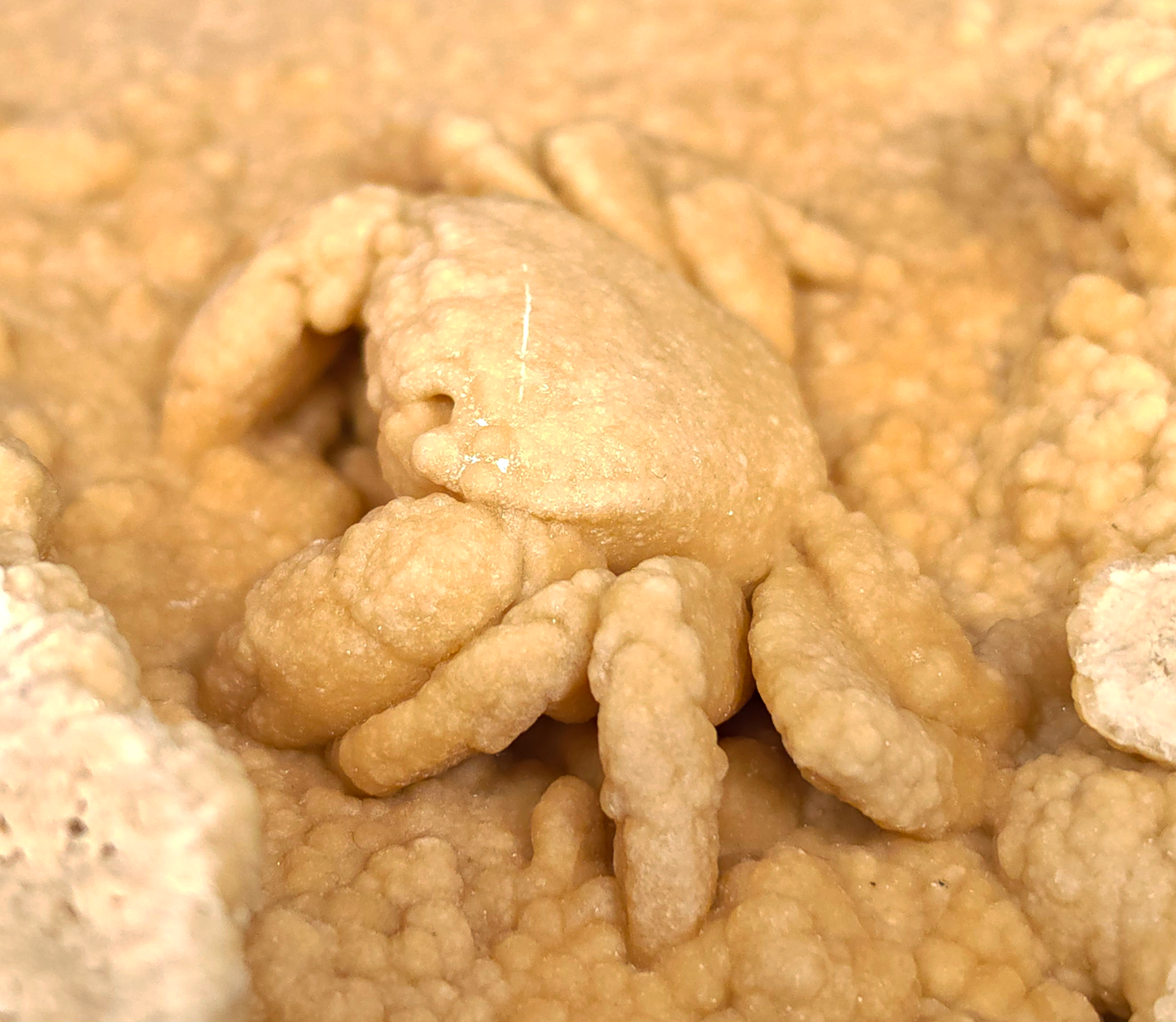 2.78" Fossil Crab (Potamon potamios) in Travertine - Denizli Basin, Turkey