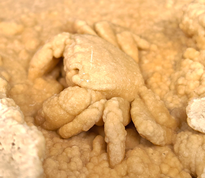 2.78" Fossil Crab (Potamon potamios) in Travertine - Denizli Basin, Turkey