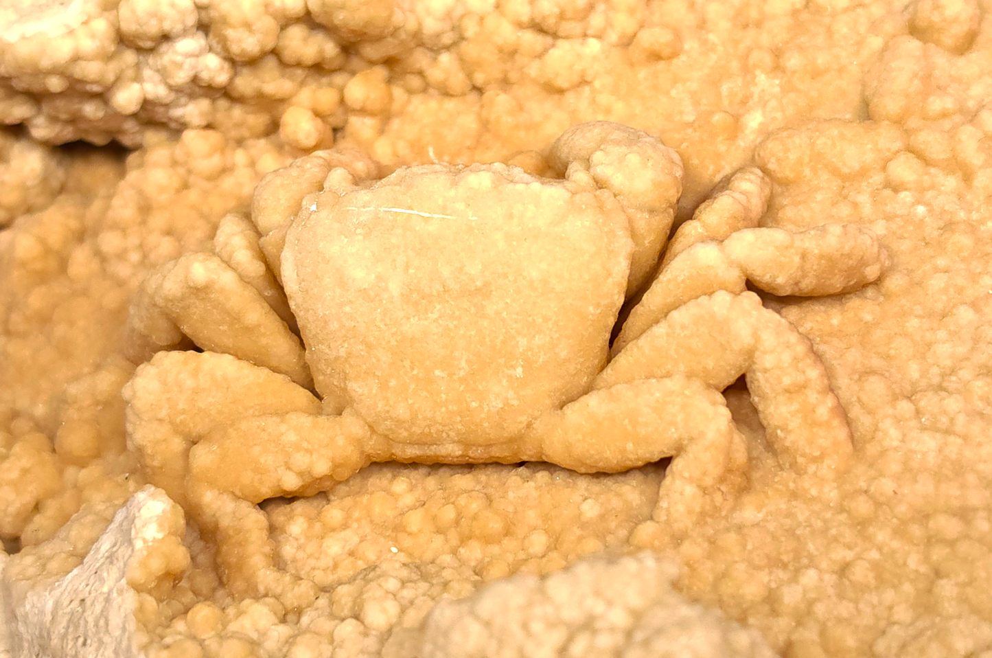 2.78" Fossil Crab (Potamon potamios) in Travertine - Denizli Basin, Turkey