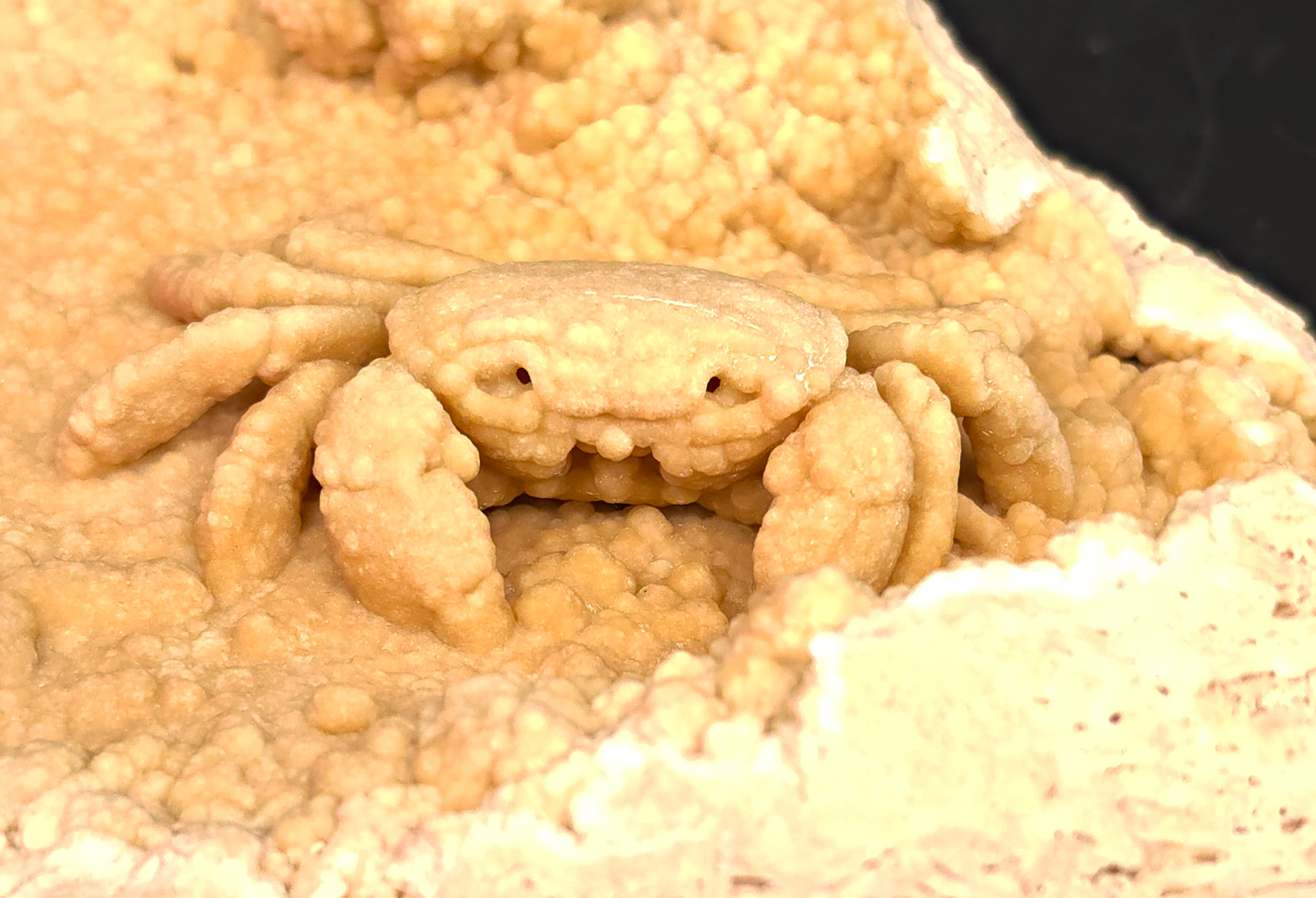 2.78" Fossil Crab (Potamon potamios) in Travertine - Denizli Basin, Turkey