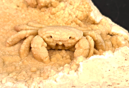 2.78" Fossil Crab (Potamon potamios) in Travertine - Denizli Basin, Turkey