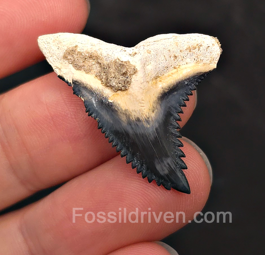 Gorgeous 1.34" Hemipristis Shark Tooth Fossil - Bone Valley, Florida