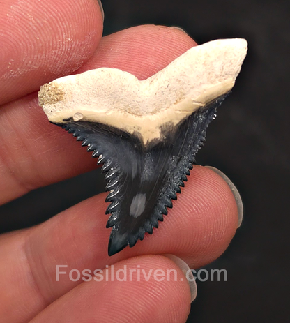 Gorgeous 1.34" Hemipristis Shark Tooth Fossil - Bone Valley, Florida