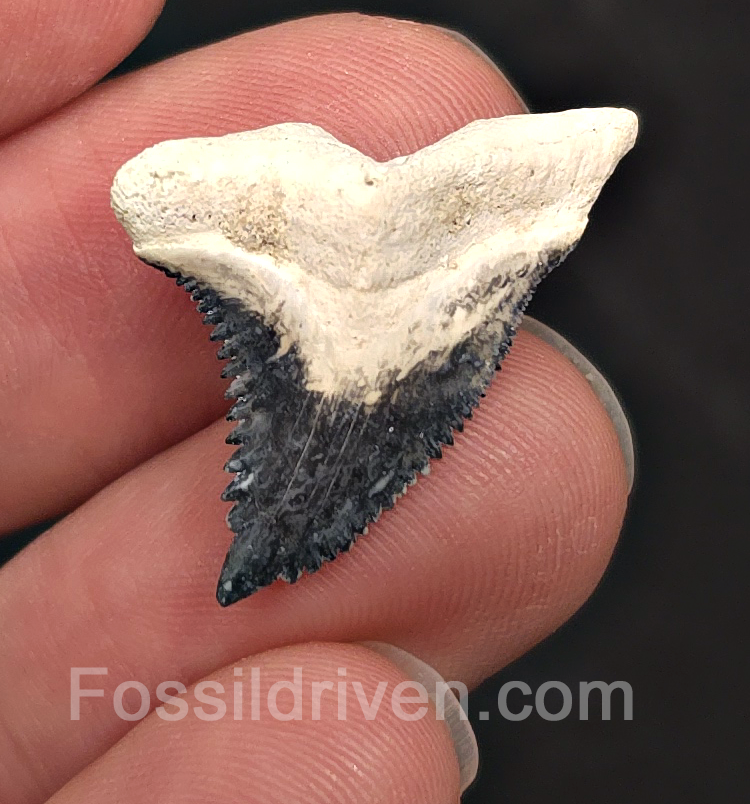 Colorful 1.09" Hemipristis Shark Tooth Fossil - Bone Valley, Florida