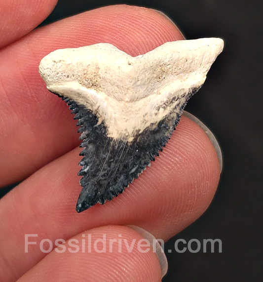 Colorful 1.09" Hemipristis Shark Tooth Fossil - Bone Valley, Florida