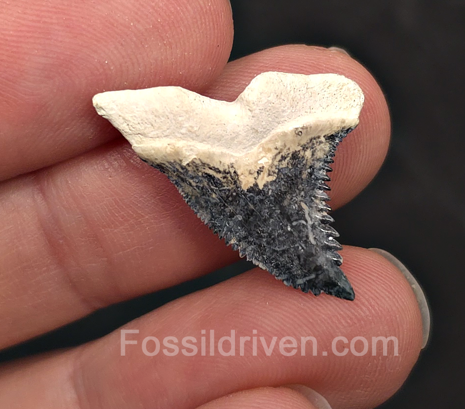 Colorful 1.09" Hemipristis Shark Tooth Fossil - Bone Valley, Florida