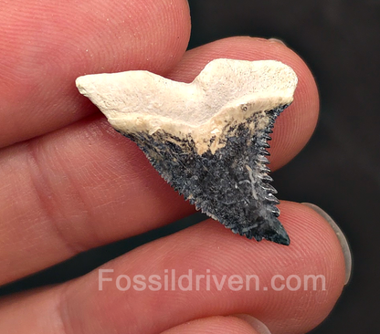 Colorful 1.09" Hemipristis Shark Tooth Fossil - Bone Valley, Florida