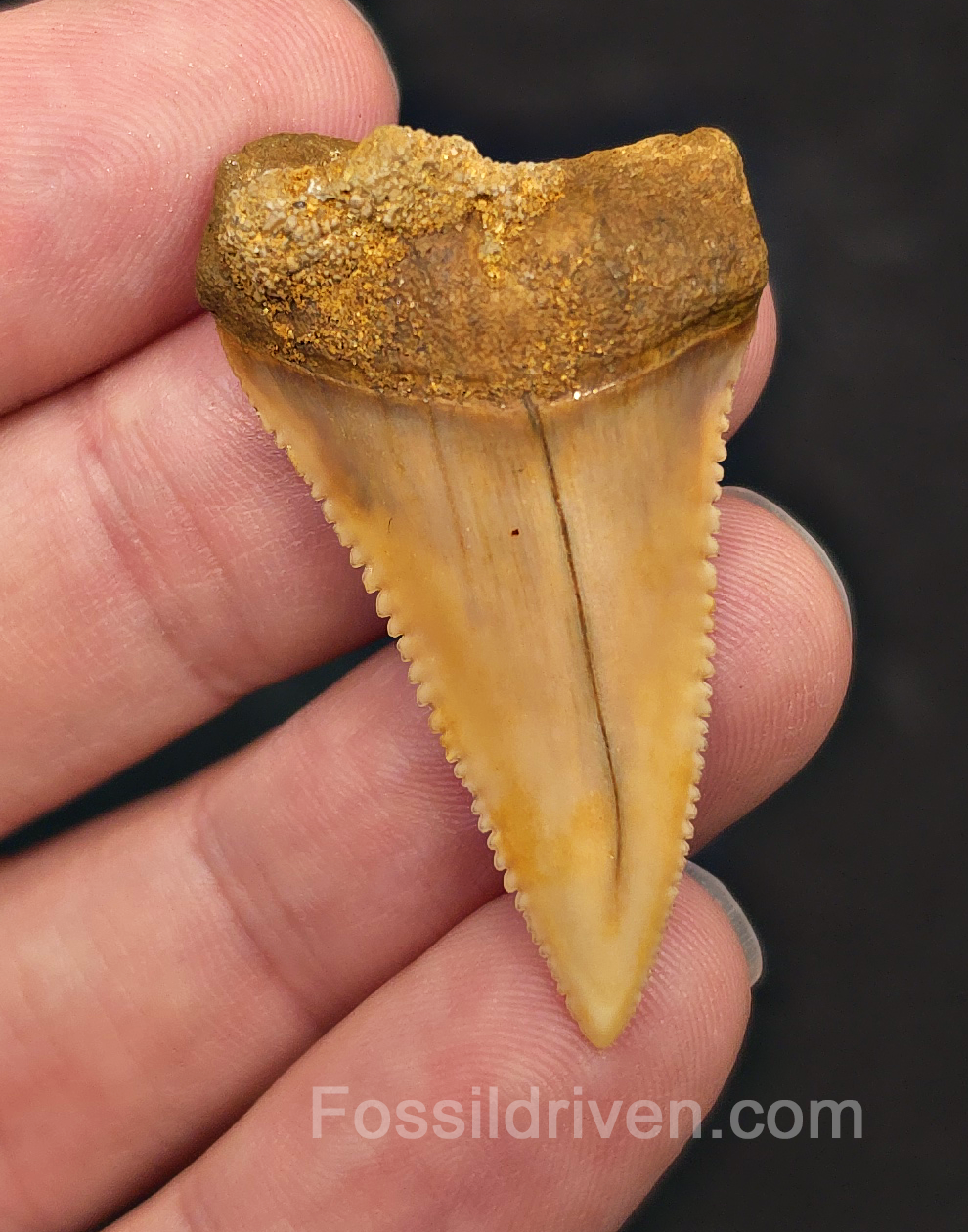 1.71" Fossil Great White Shark Tooth (Carcharodon carcharias) - Atacama Desert, Chile