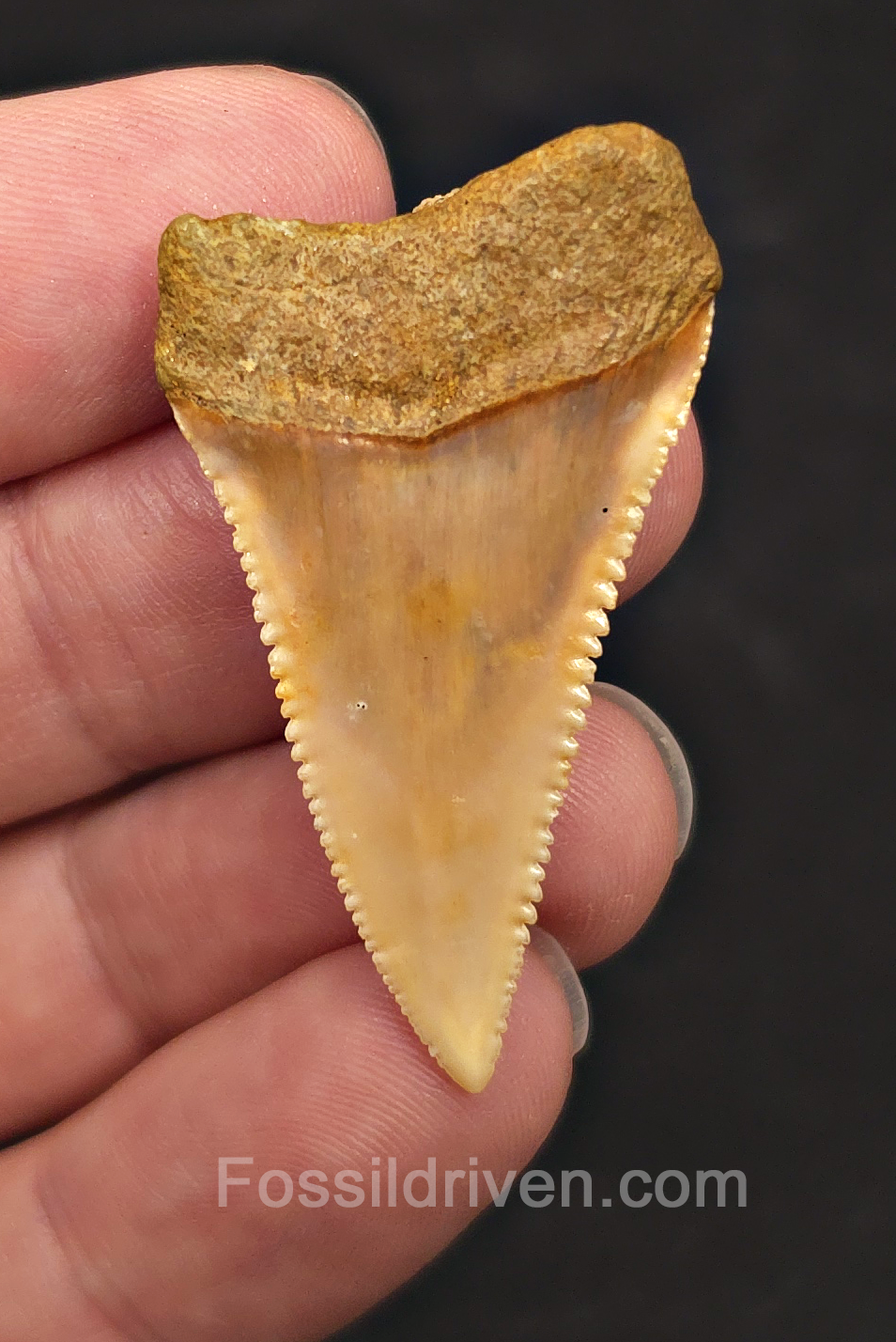 1.71" Fossil Great White Shark Tooth (Carcharodon carcharias) - Atacama Desert, Chile