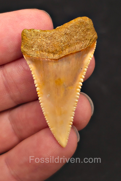 1.71" Fossil Great White Shark Tooth (Carcharodon carcharias) - Atacama Desert, Chile