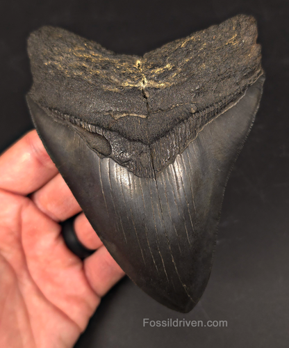 Authentic, 5.36" Fossil Megalodon Tooth - Charleston, South Carolina
