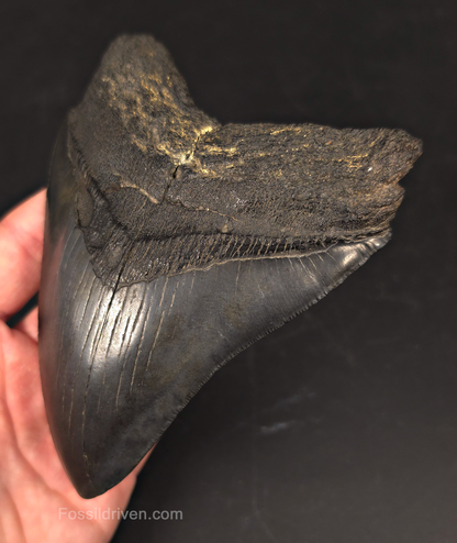 Authentic, 5.36" Fossil Megalodon Tooth - Charleston, South Carolina