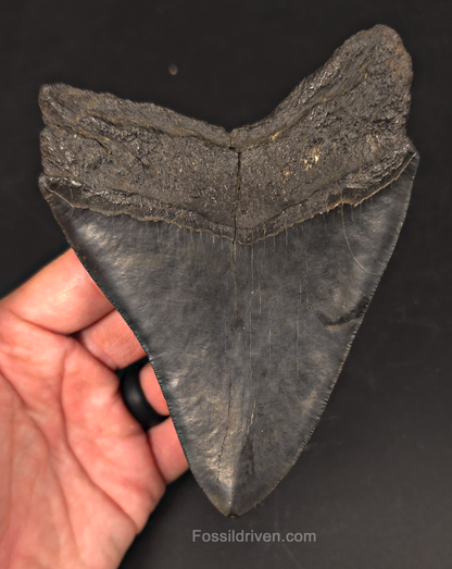 Authentic, 5.36" Fossil Megalodon Tooth - Charleston, South Carolina