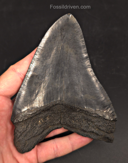 Authentic, 5.36" Fossil Megalodon Tooth - Charleston, South Carolina