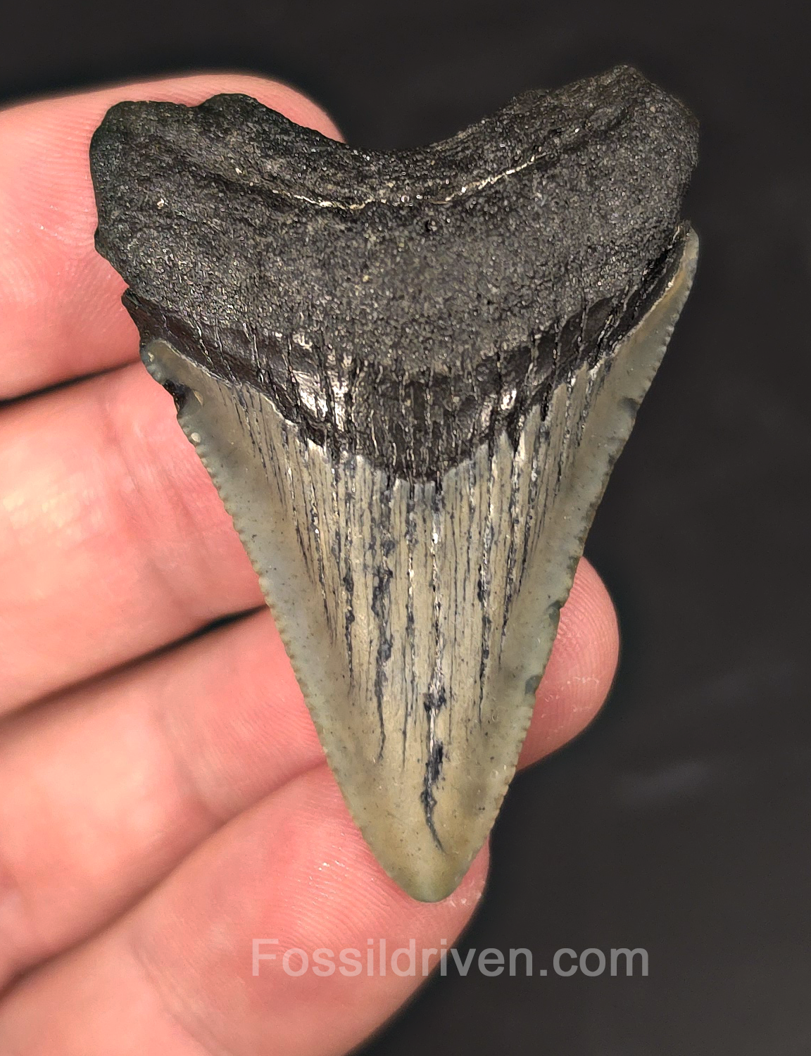 Authentic, 2.08" Fossil Megalodon Tooth - Meg Ledge, North Carolina