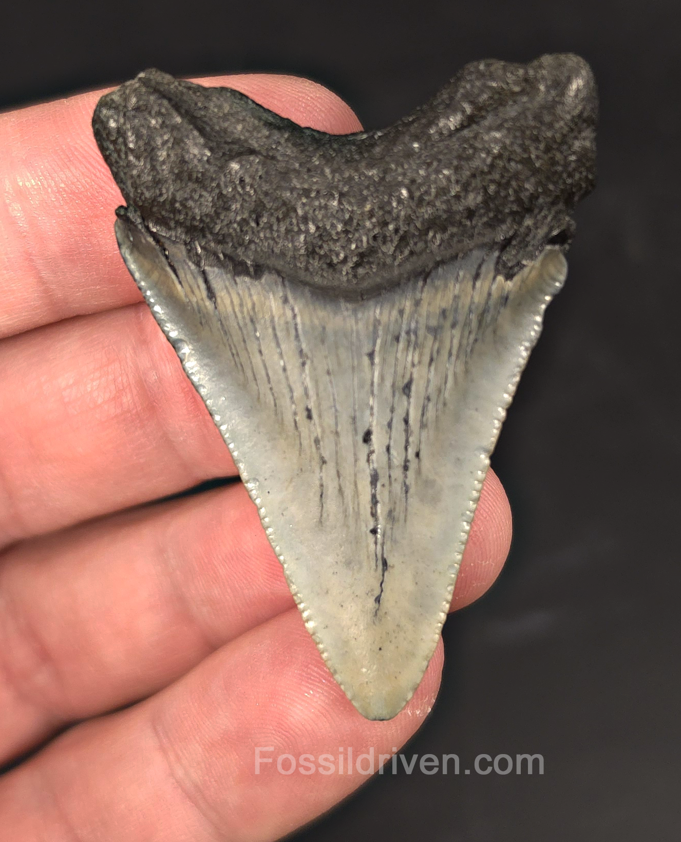 Authentic, 2.08" Fossil Megalodon Tooth - Meg Ledge, North Carolina
