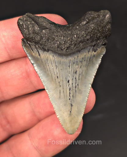 Authentic, 2.08" Fossil Megalodon Tooth - Meg Ledge, North Carolina