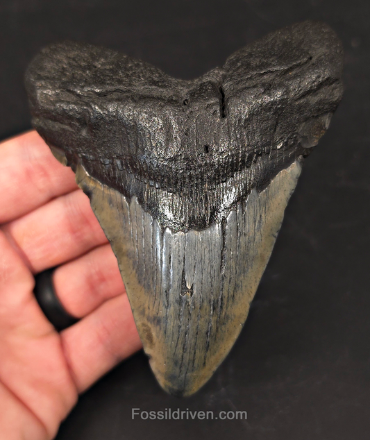 Authentic, 4.44" Fossil Megalodon Tooth - Meg Ledge, North Carolina