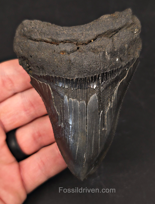 Authentic 4.04" Fossil Megalodon Tooth - Charleston, South Carolina