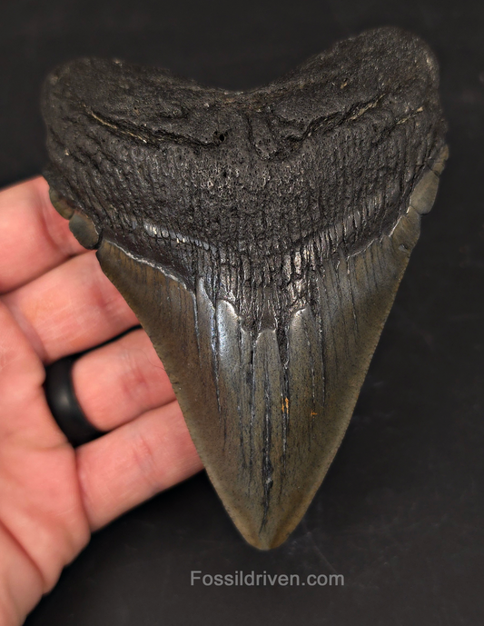 Authentic 4.75" Fossil Megalodon Tooth - Charleston, South Carolina