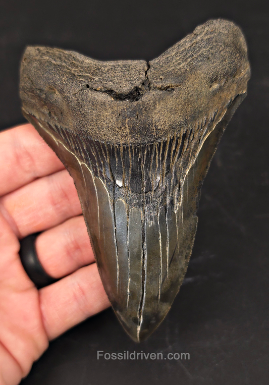 Authentic 4.74" Fossil Megalodon Tooth - Charleston, South Carolina