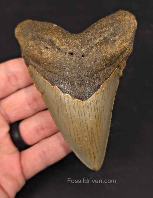 Authentic, 4.29" Fossil Megalodon Tooth - Meg Ledge, North Carolina