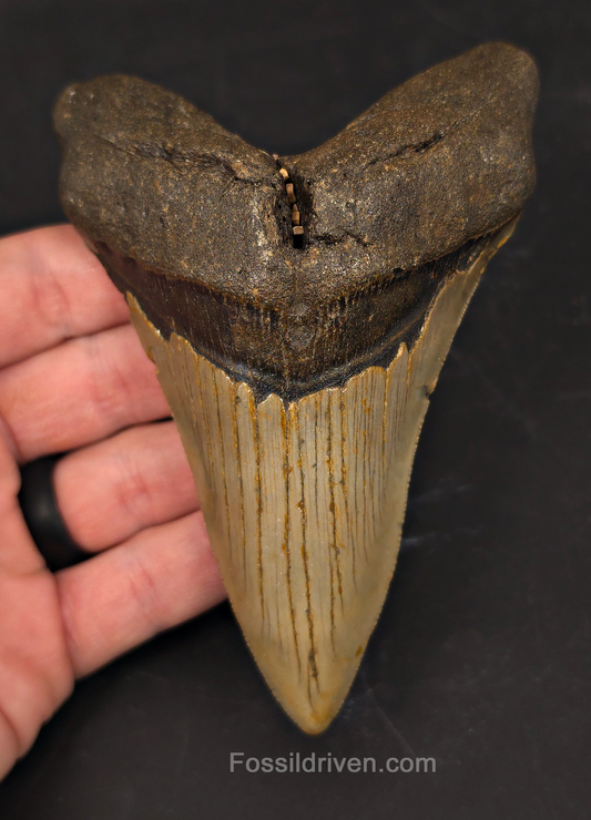 Authentic, 5.01" Fossil Megalodon Tooth - Meg Ledge, North Carolina
