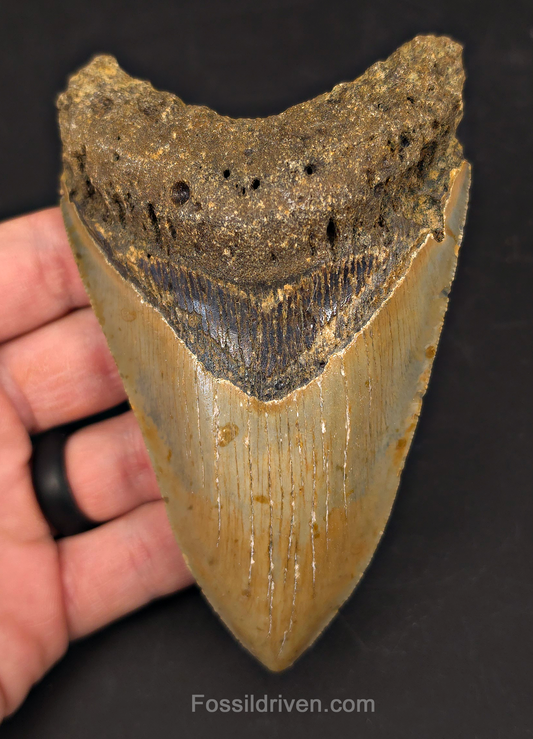 Authentic, 4.88" Fossil Megalodon Tooth - Meg Ledge, North Carolina