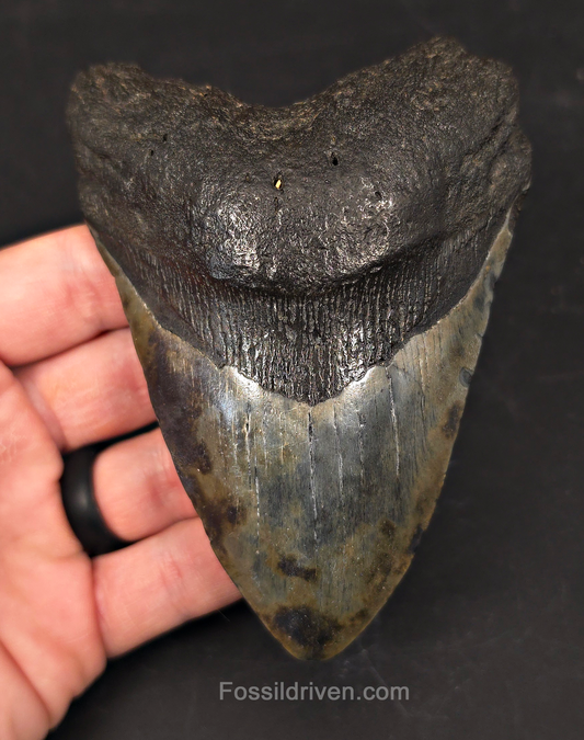 Colorful 4.66" Fossil Megalodon Tooth - Charleston, South Carolina