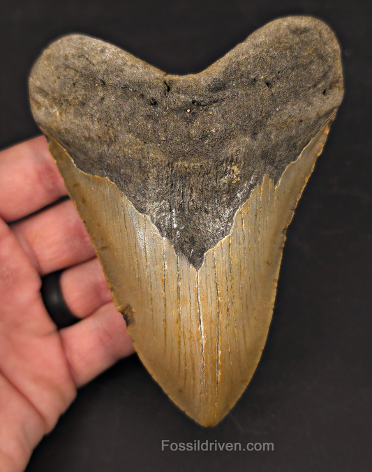 Authentic, 5.04" Fossil Megalodon Tooth - Meg Ledge, North Carolina