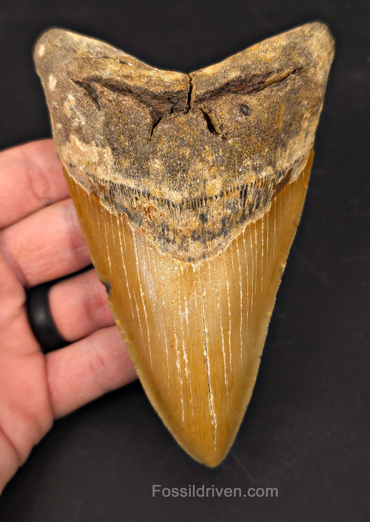 Authentic, 5.31" Fossil Megalodon Tooth - Meg Ledge, North Carolina