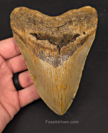 Authentic, 5.16" Fossil Megalodon Tooth - Meg Ledge, North Carolina