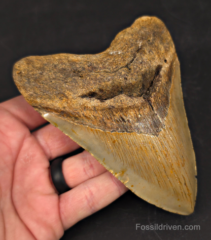 Authentic, 5.16" Fossil Megalodon Tooth - Meg Ledge, North Carolina