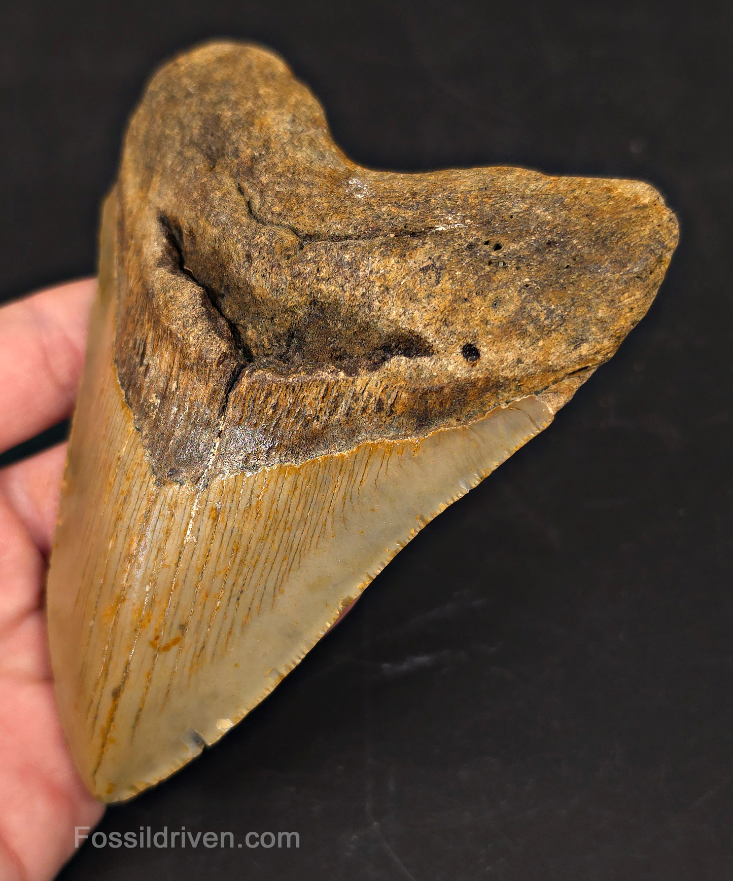 Authentic, 5.16" Fossil Megalodon Tooth - Meg Ledge, North Carolina