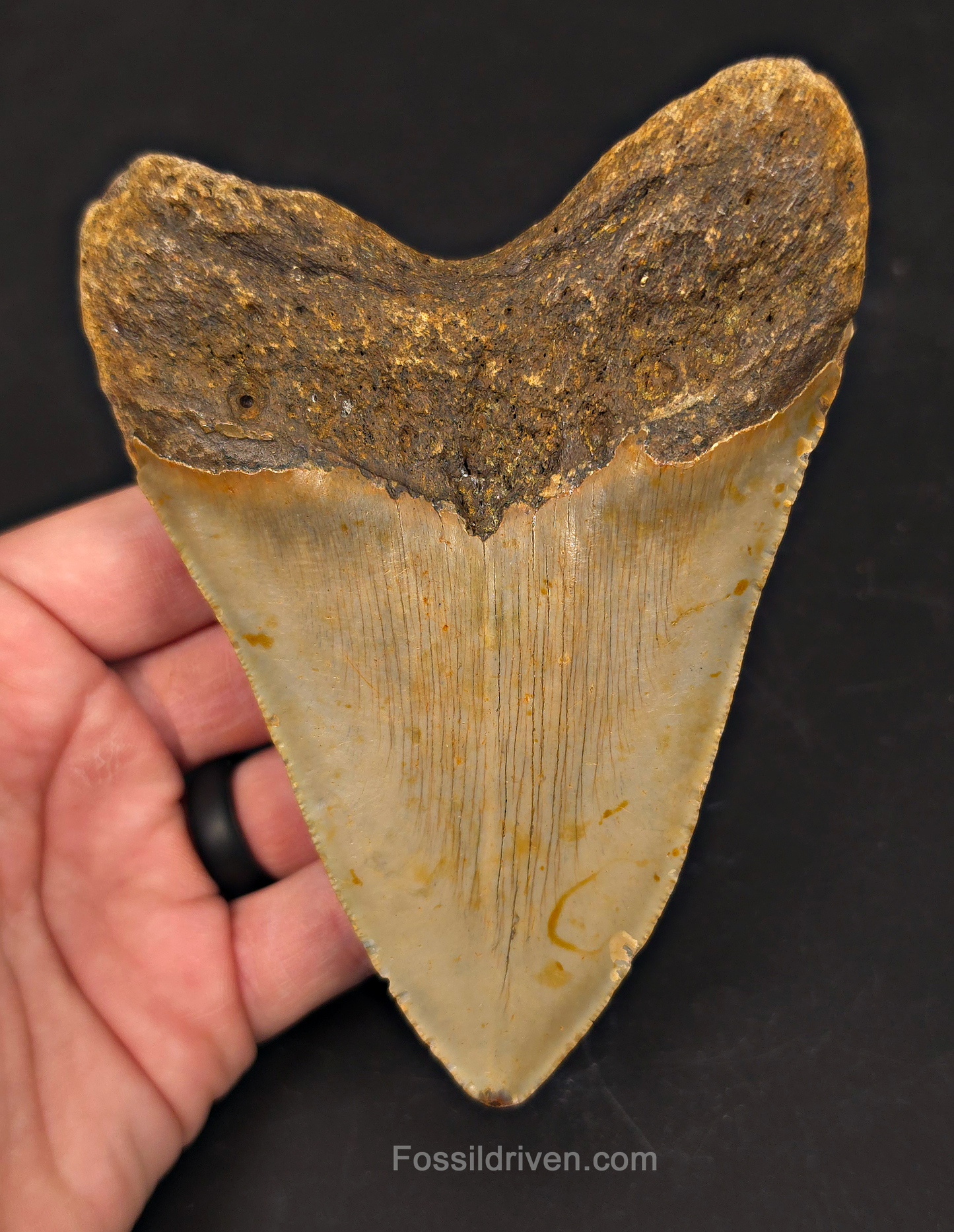 Authentic, 5.16" Fossil Megalodon Tooth - Meg Ledge, North Carolina