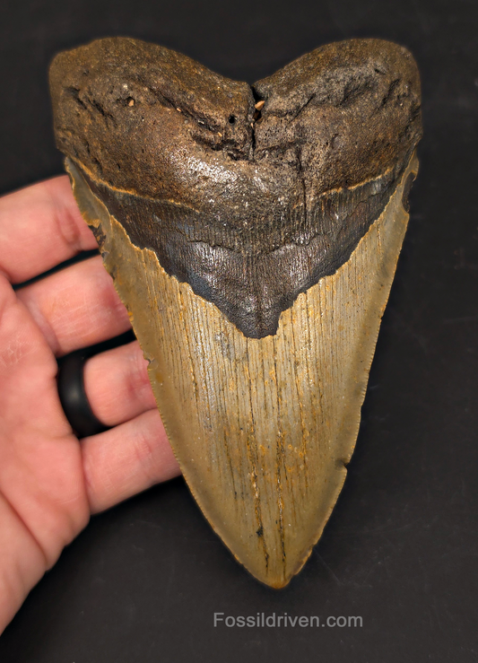 Authentic, 5.56" Fossil Megalodon Tooth - Meg Ledge, North Carolina
