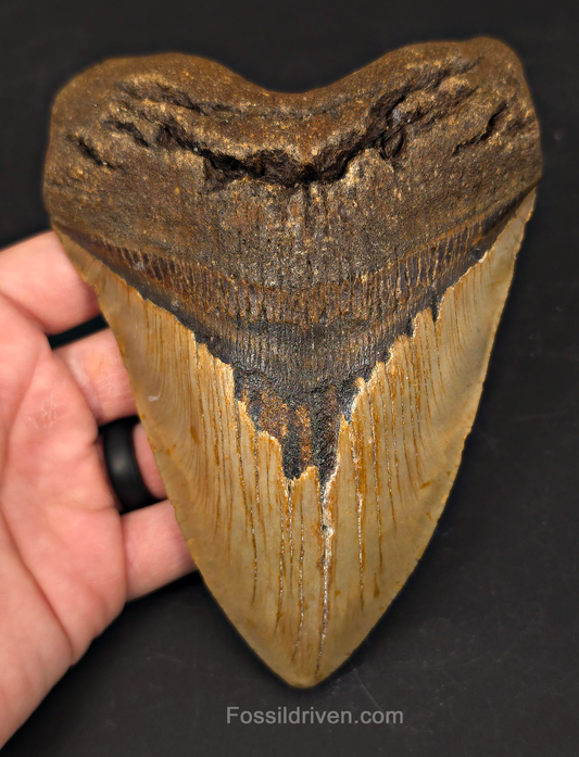 Huge 6.10" Fossil Megalodon Tooth - North Carolina | Fossil Driven
