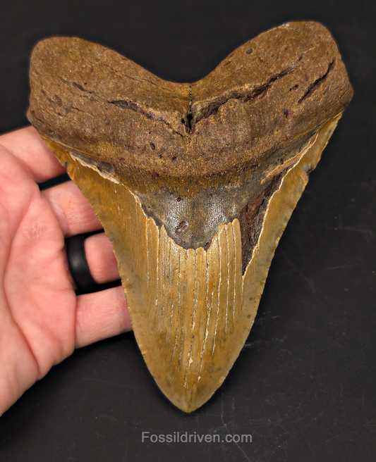 Huge 6.07" Fossil Megalodon Tooth - North Carolina | Fossil Driven