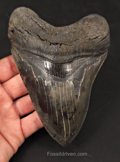 High-Quality, 5.57" Fossil Megalodon Tooth - Charleston, South Carolina