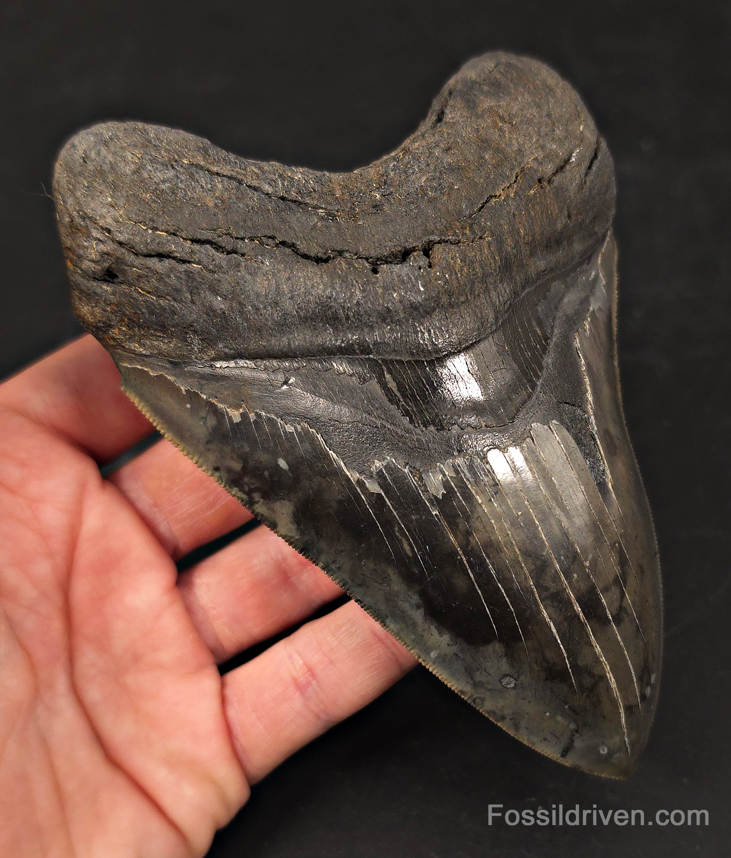 High-Quality, 5.57" Fossil Megalodon Tooth - Charleston, South Carolina