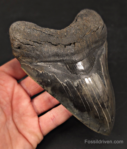 High-Quality, 5.57" Fossil Megalodon Tooth - Charleston, South Carolina