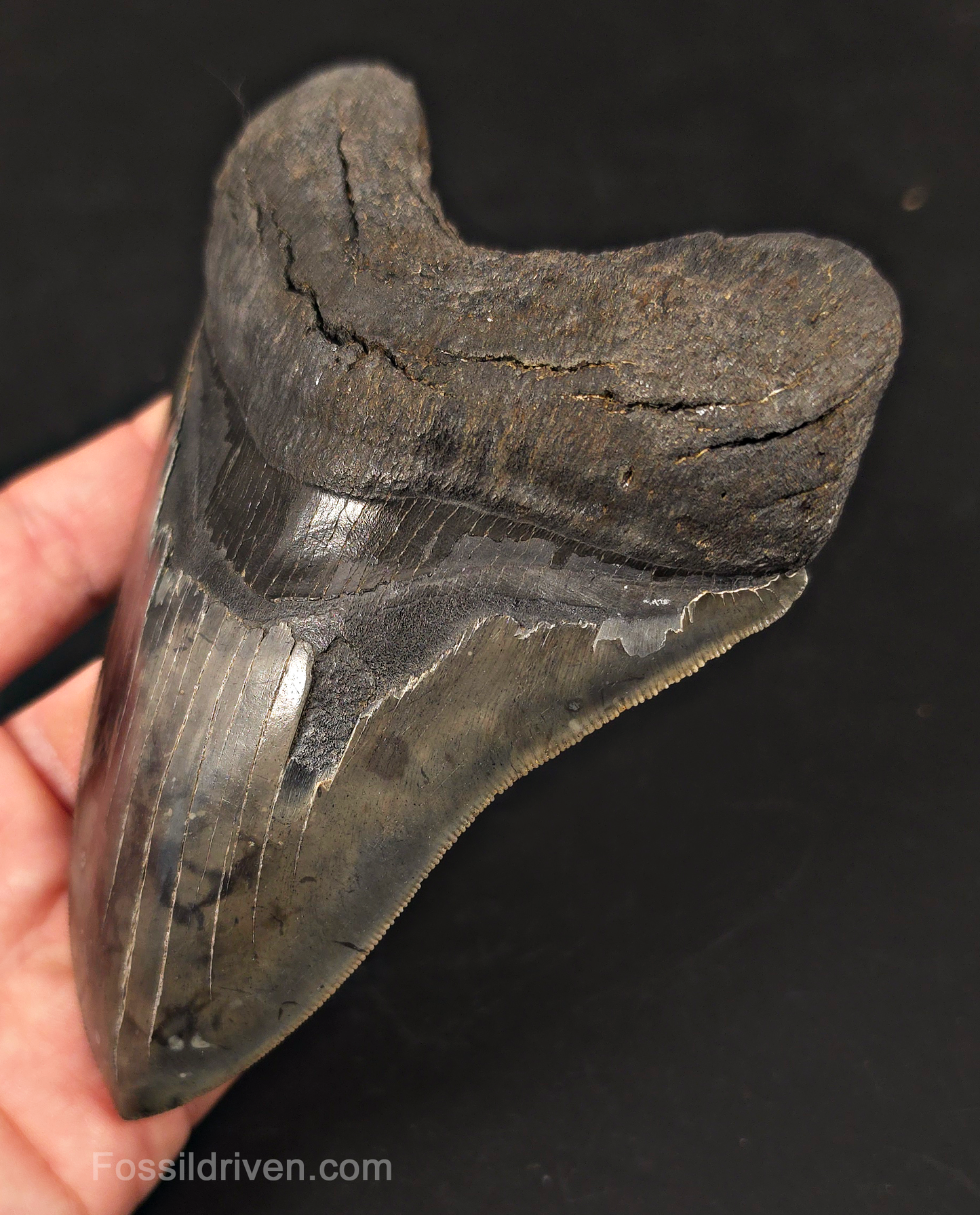 High-Quality, 5.57" Fossil Megalodon Tooth - Charleston, South Carolina