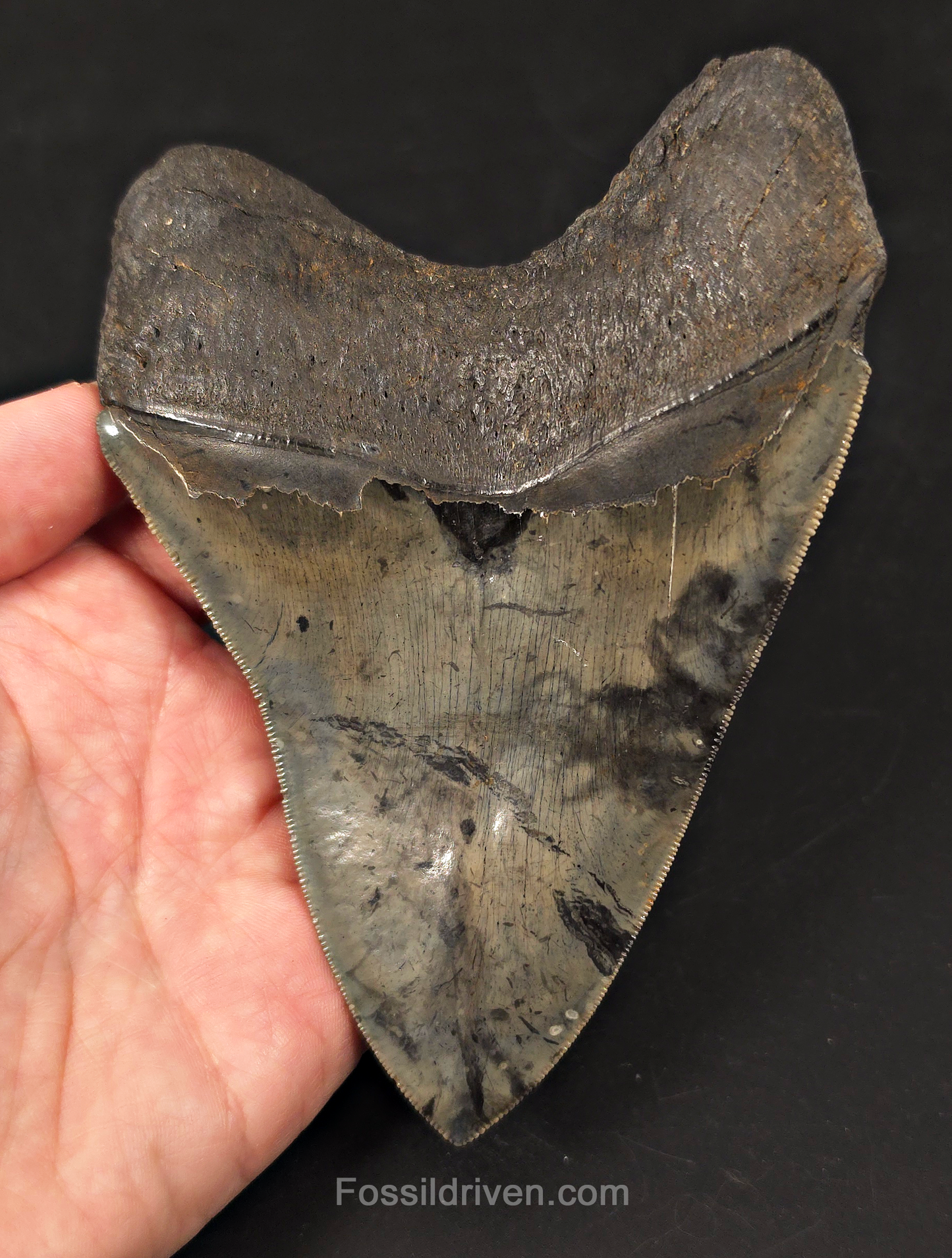 High-Quality, 5.57" Fossil Megalodon Tooth - Charleston, South Carolina