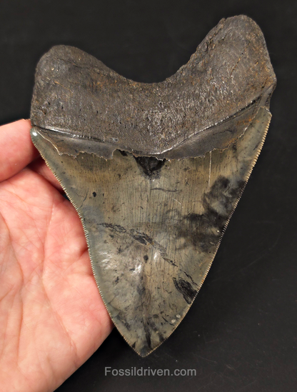 High-Quality, 5.57" Fossil Megalodon Tooth - Charleston, South Carolina