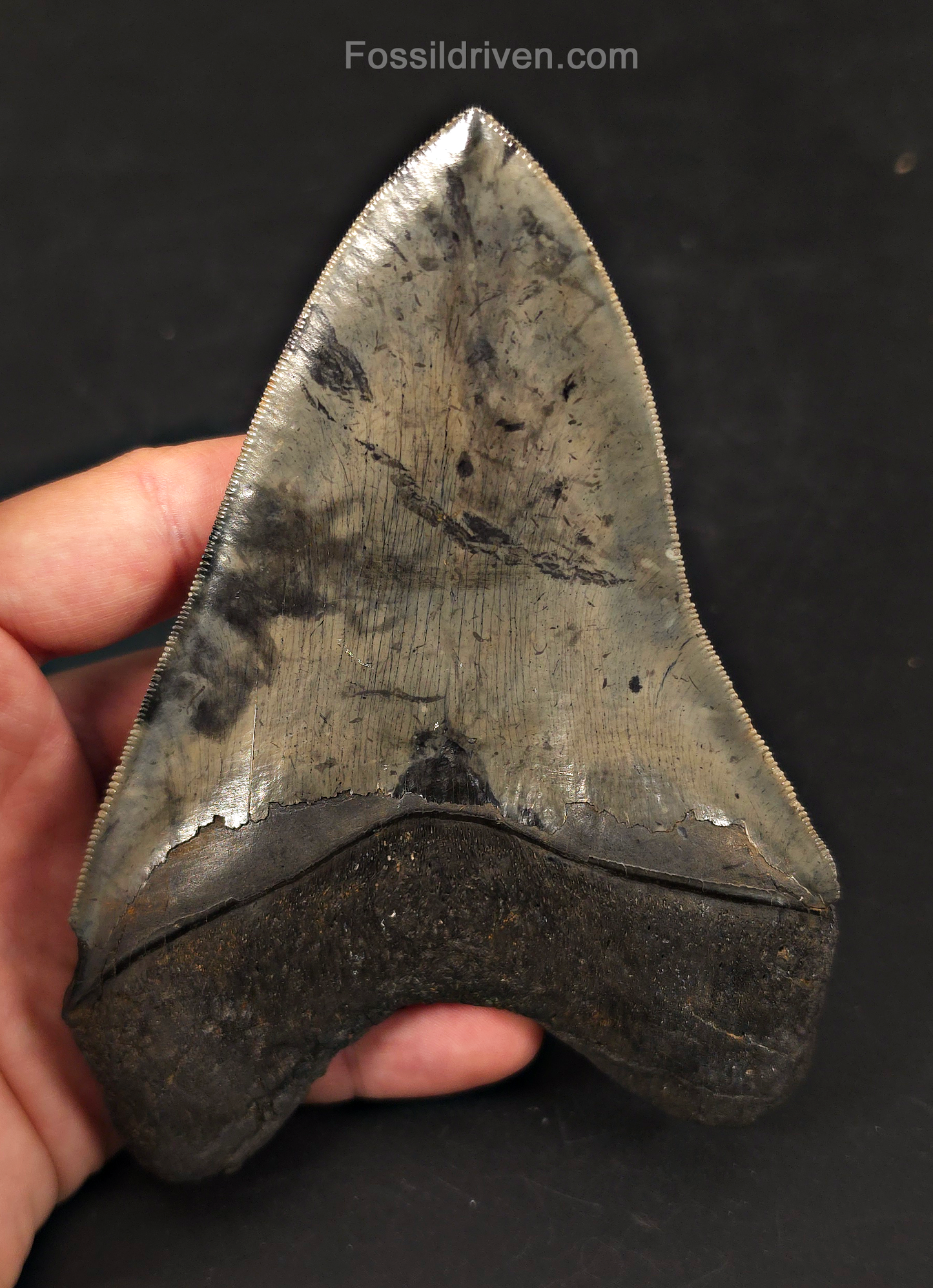 High-Quality, 5.57" Fossil Megalodon Tooth - Charleston, South Carolina