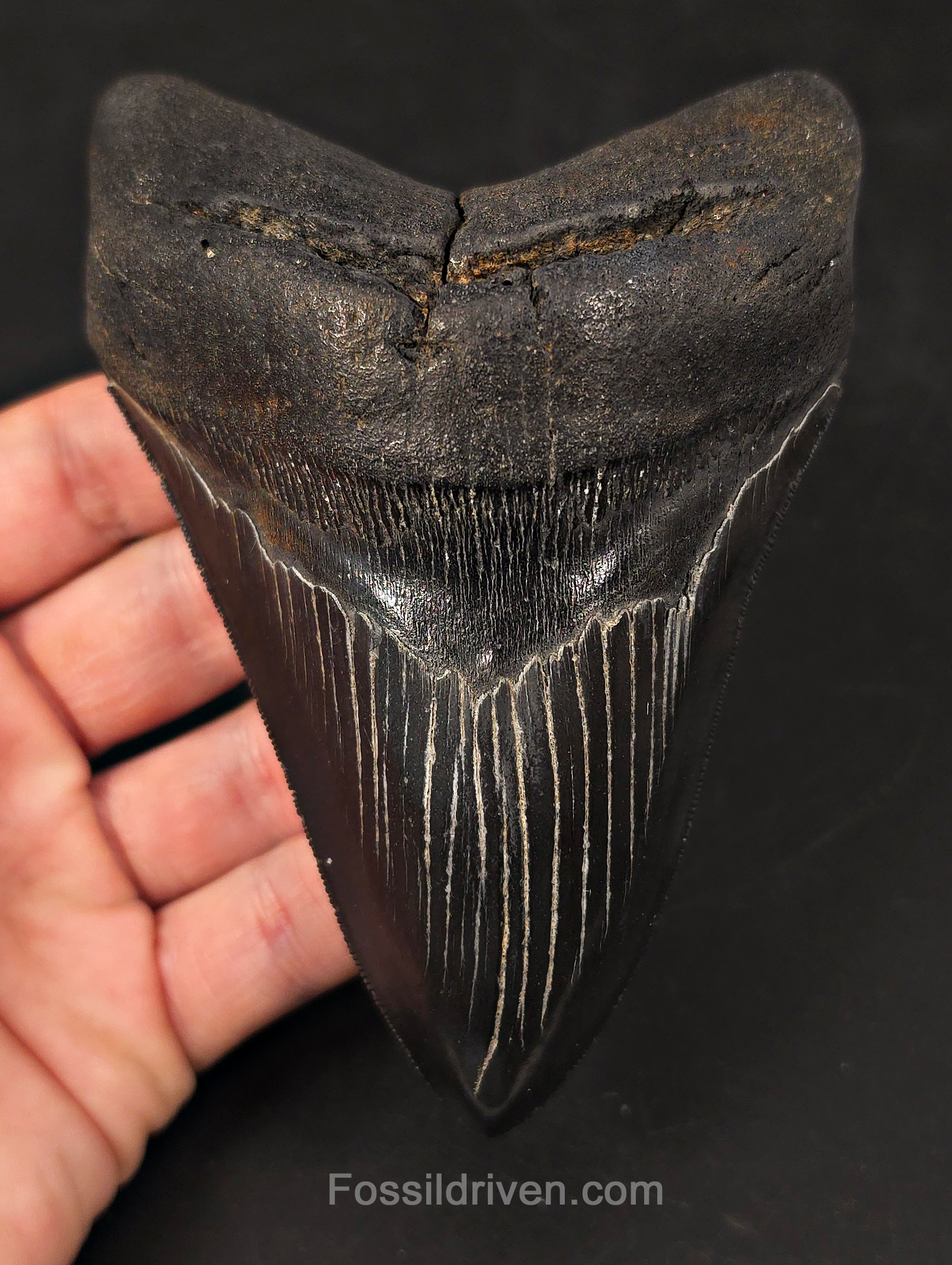 Jet Black, 5.06" Fossil Megalodon Tooth - Charleston, South Carolina