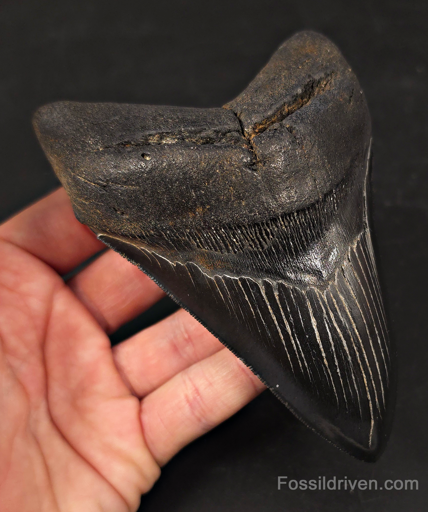 Jet Black, 5.06" Fossil Megalodon Tooth - Charleston, South Carolina