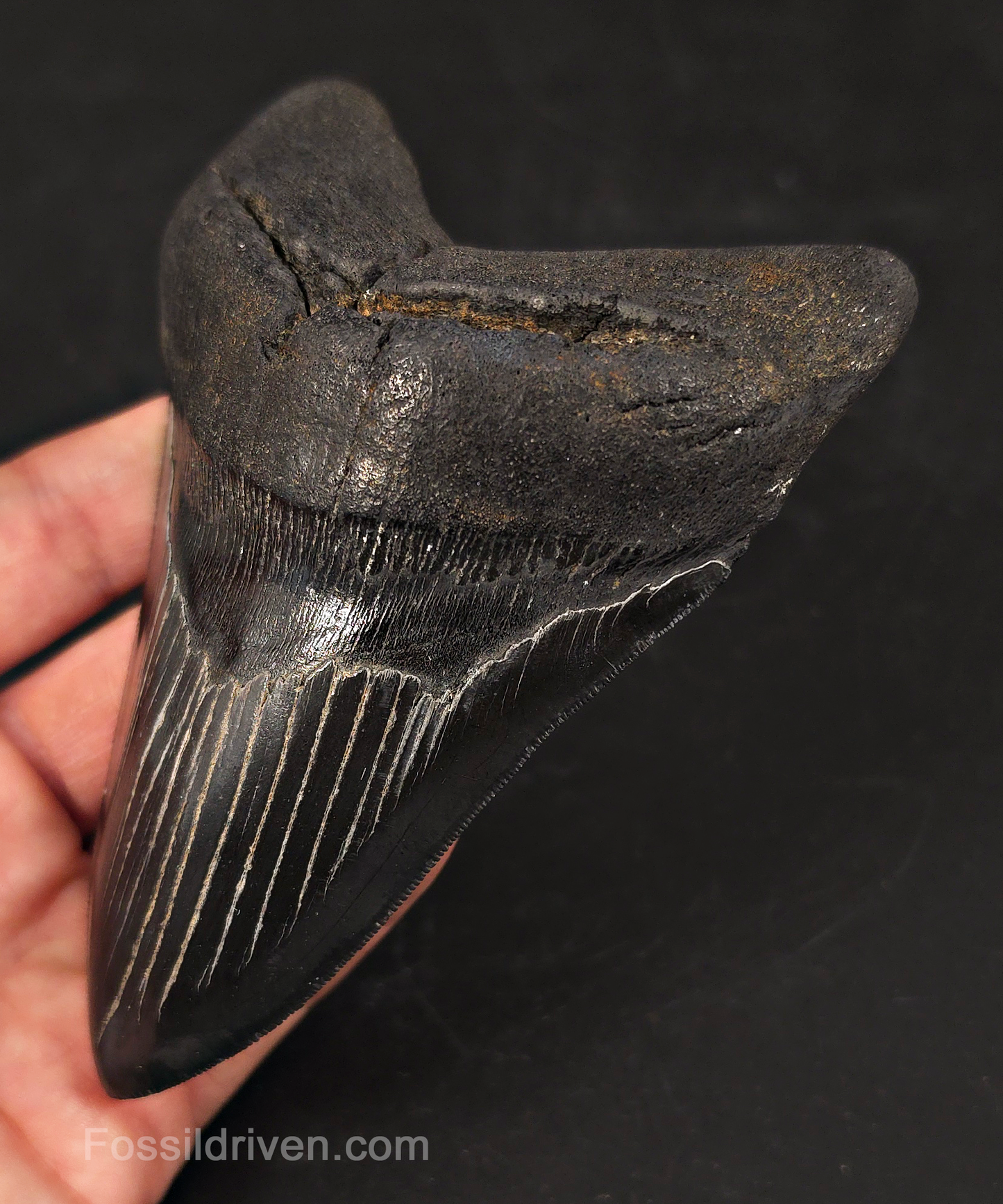 Jet Black, 5.06" Fossil Megalodon Tooth - Charleston, South Carolina