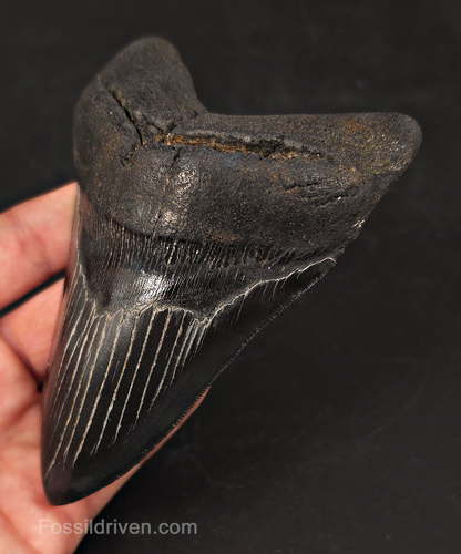 Jet Black, 5.06" Fossil Megalodon Tooth - Charleston, South Carolina