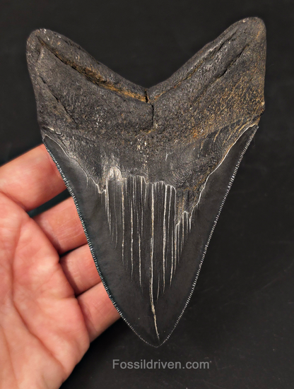 Jet Black, 5.06" Fossil Megalodon Tooth - Charleston, South Carolina